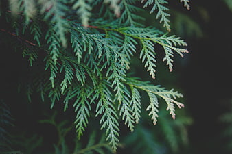 Close-up of green cedar foliage against dark background