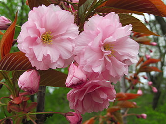 Close-up of Pink Cherry Blossoms with Red Leaves