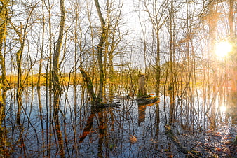 Sunlit trees in a flooded forest with golden reflections
