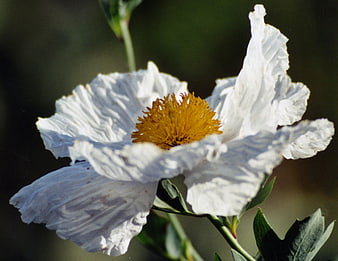 Close-up of White Matilija Poppy with Yellow Center