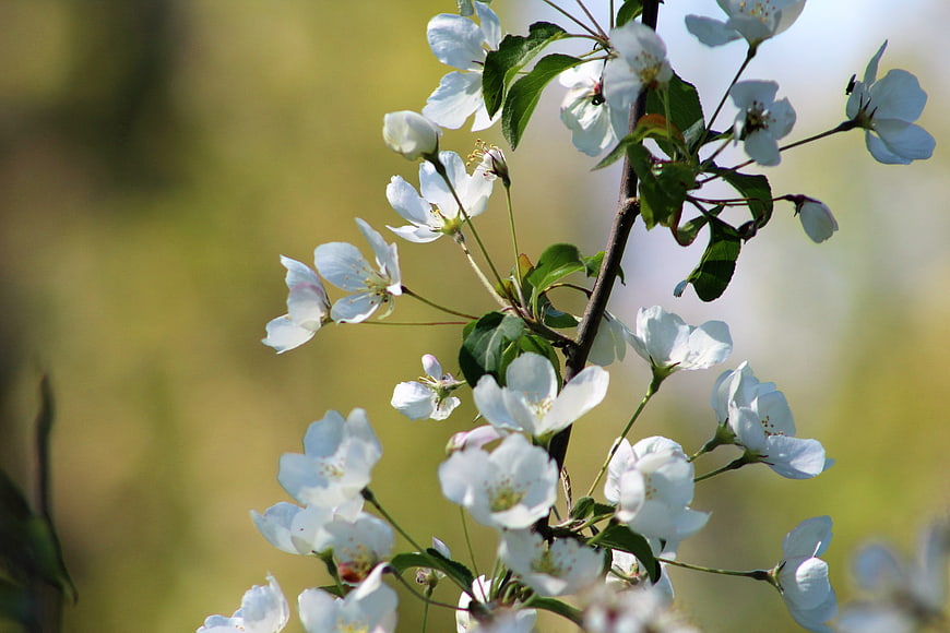 White Apple Blossoms on Branch with Green Leaves