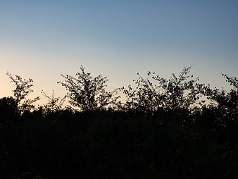 Silhouette of tree branches against a gradient sunset sky