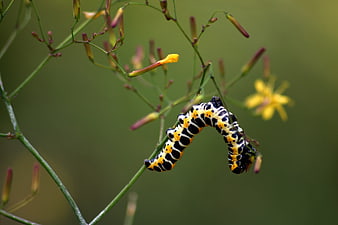 Black Swallowtail Caterpillar on Green Plant Stem