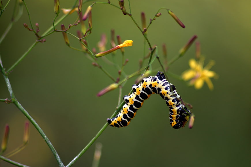 Black Swallowtail Caterpillar on Green Plant Stem
