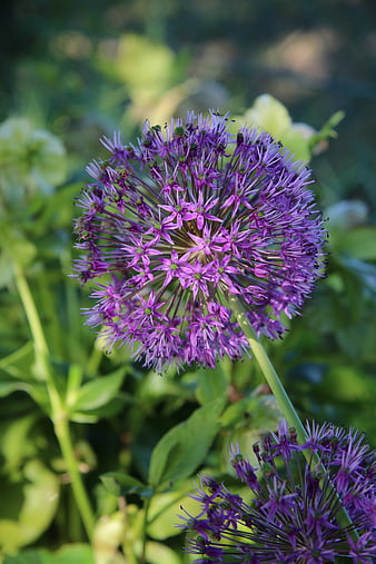 Close-up of purple allium flower in garden
