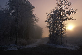 Foggy rural path at dawn with bare trees and low winter sunlight