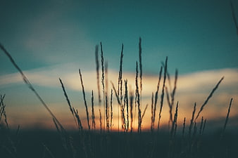 Silhouette of tall grass against a moody sunset sky