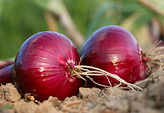 Fresh Red Onions in Garden Soil