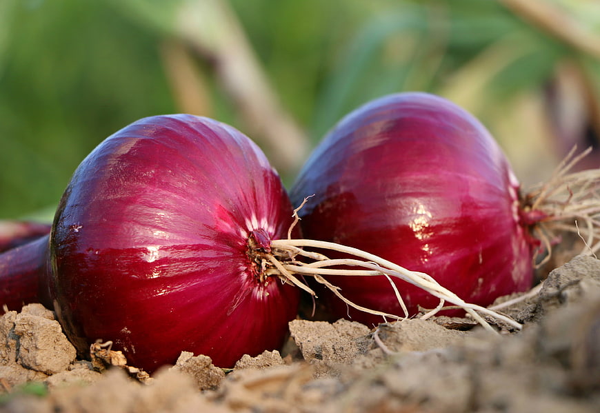 Fresh Red Onions in Garden Soil
