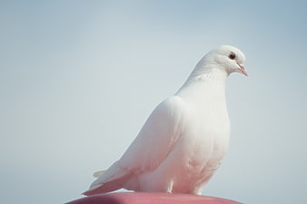 White Dove Perched Against Soft Blue Sky Background