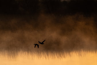 Silhouettes of two birds flying over misty lake at sunrise