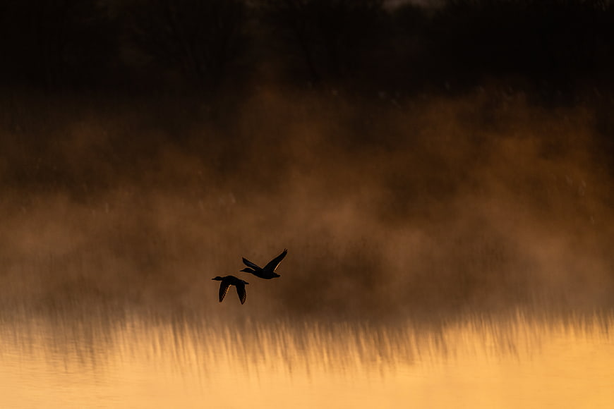 Silhouettes of two birds flying over misty lake at sunrise