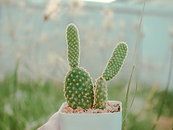 Cute Bunny Eared Cactus in White Pot Outdoors