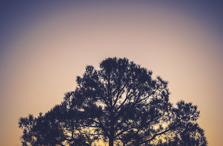 Silhouette of Pine Tree Against Gradient Sunset Sky