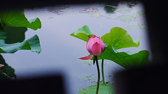 Pink Lotus Bud in Pond with Green Leaves