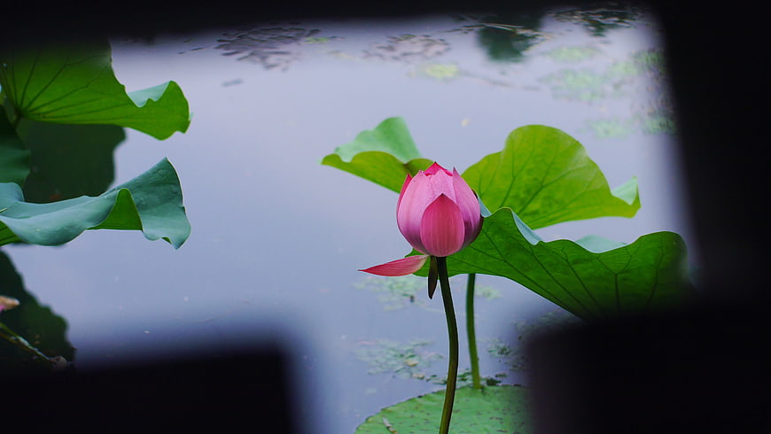 Pink Lotus Bud in Pond with Green Leaves
