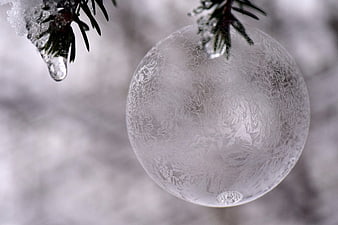 Frosted Christmas Ornament on Pine Branch in Winter