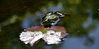 Green frog resting on a lily pad in a pond