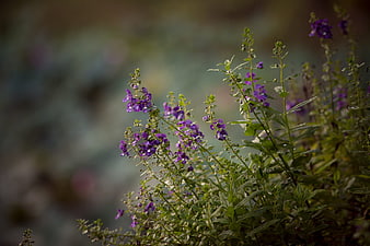 Purple wildflowers in a garden with blurred background