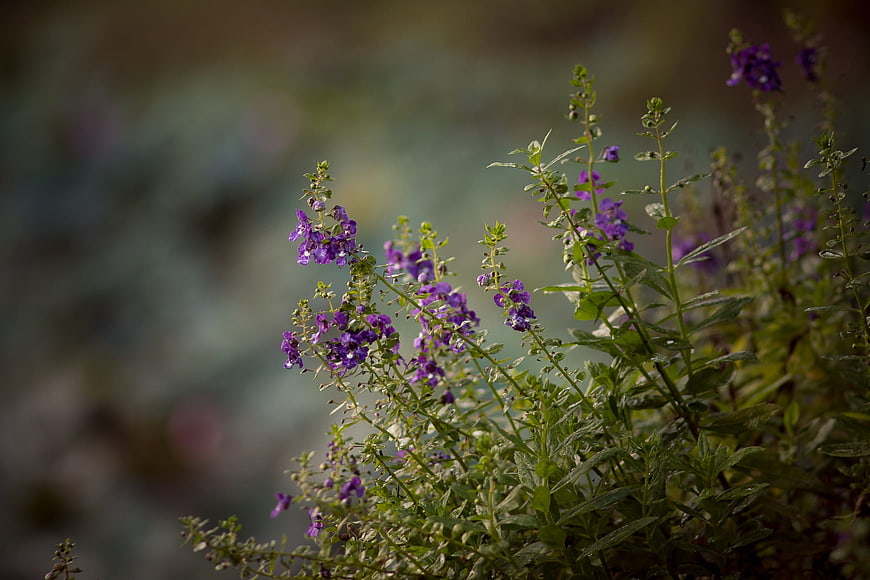 Purple wildflowers in a garden with blurred background