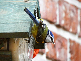 Blue Tit Climbing Wooden Bird Feeder