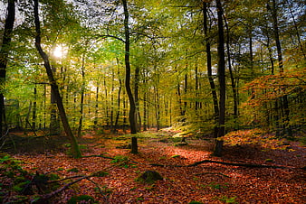 Sunlit autumn forest with golden leaves and dappled light