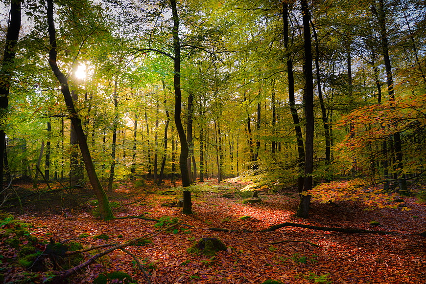 Sunlit autumn forest with golden leaves and dappled light