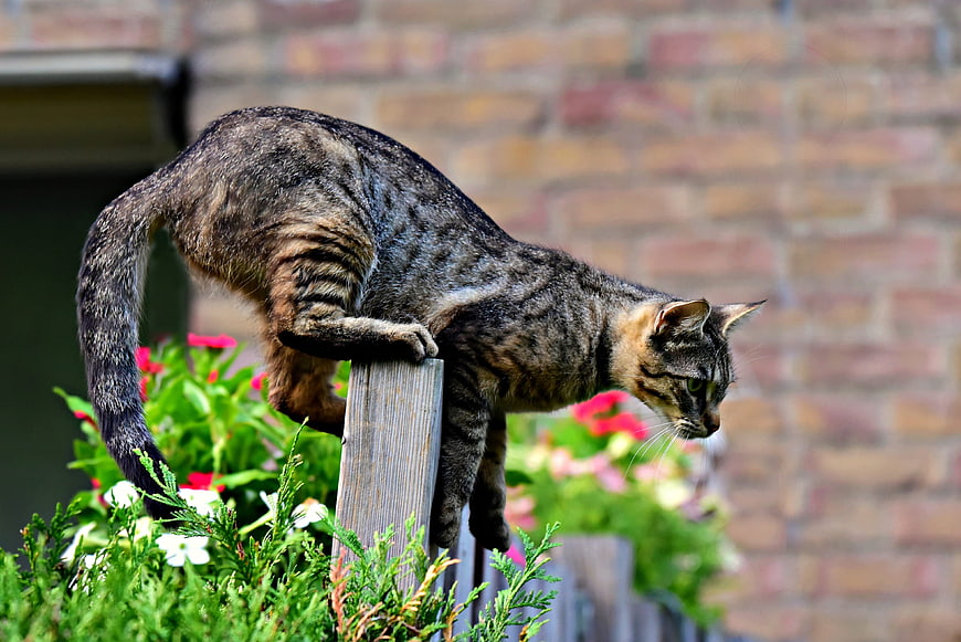 Tabby cat climbing over a wooden fence in a garden