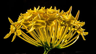 Vibrant Yellow Flower Cluster Close-Up Against Black Background