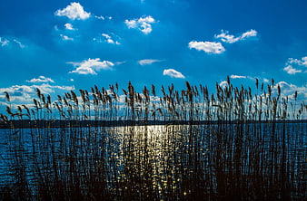 Silhouette of Reeds Against Blue Sky and Lake