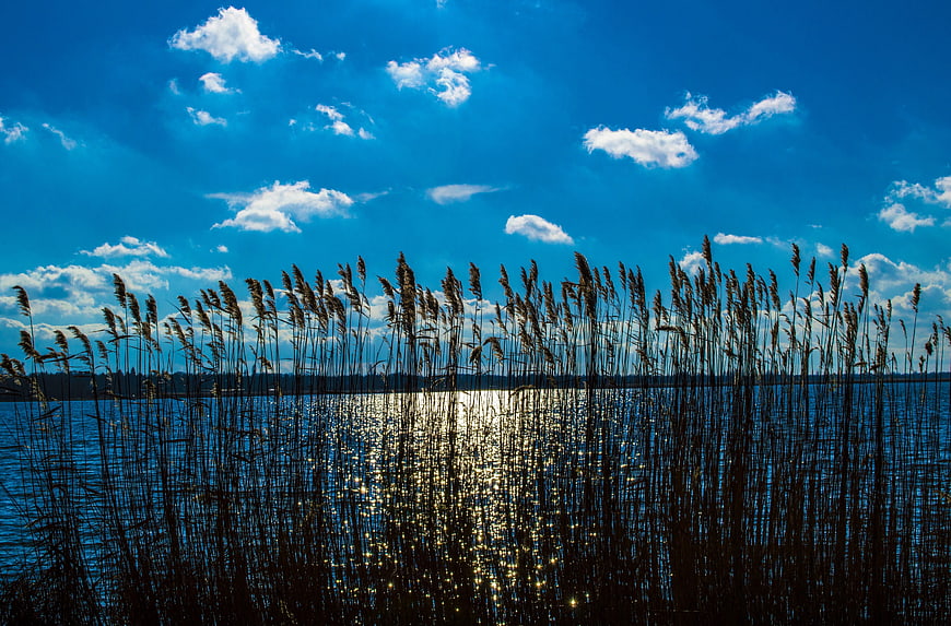 Silhouette of Reeds Against Blue Sky and Lake