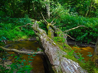 Mossy fallen tree bridge over forest stream
