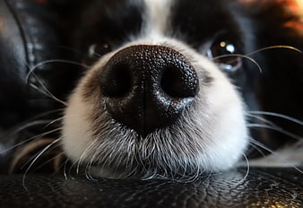 Extreme Close-Up of a Black and White Dog's Nose and Muzzle