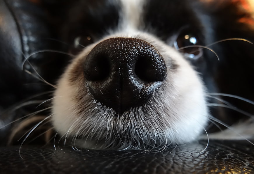 Extreme Close-Up of a Black and White Dog's Nose and Muzzle