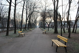 Empty Park Path with Benches and Bare Trees in Winter