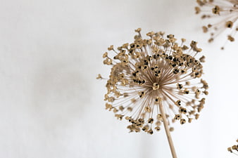 Dried Dill Seed Head on White Background