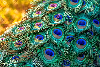Close-up of vibrant peacock feathers with iridescent blue and green eyes