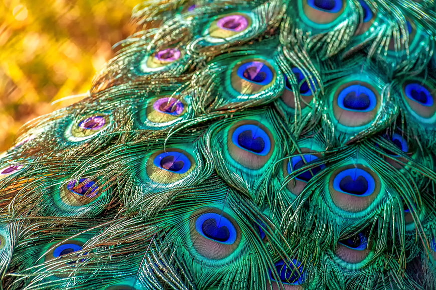 Close-up of vibrant peacock feathers with iridescent blue and green eyes