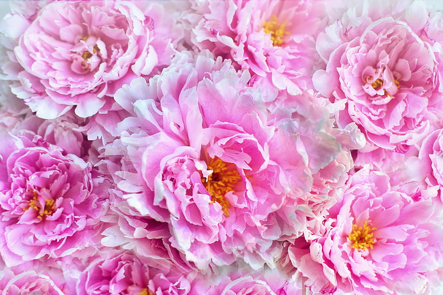 Close-up of blooming pink peonies with yellow centers