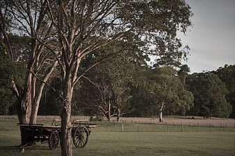 Vintage wooden wagon under large gum tree in rural landscape