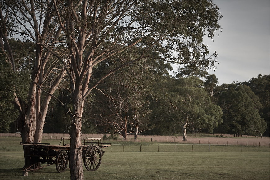 Vintage wooden wagon under large gum tree in rural landscape