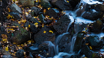Autumn stream flowing over dark rocks with yellow leaves