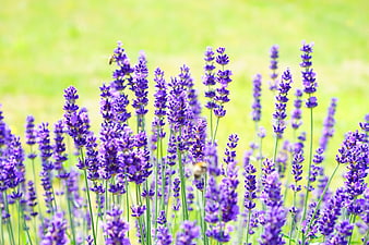 Vibrant Purple Lavender Flowers in a Sunny Meadow