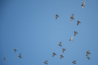 Flock of pigeons flying against a clear blue sky