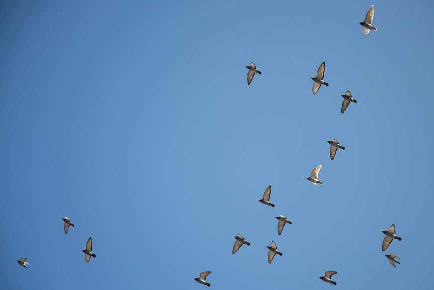 Flock of pigeons flying against a clear blue sky