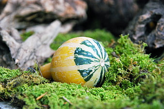 Small striped gourd resting on vibrant green moss