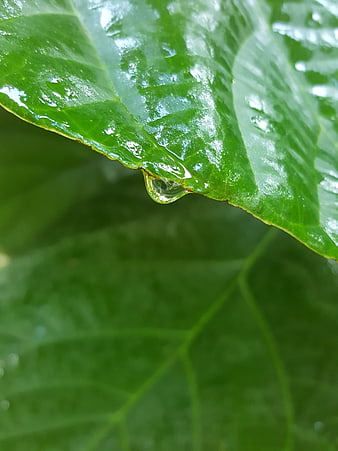 Macro shot of water droplet on green leaf edge