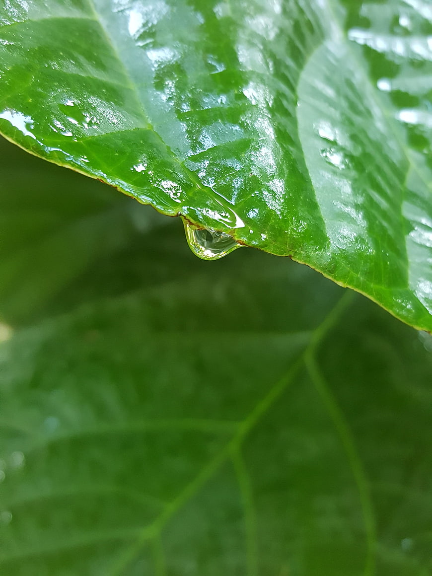 Macro shot of water droplet on green leaf edge