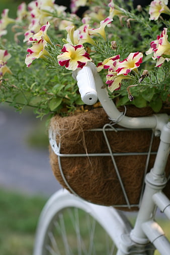 Vintage White Bicycle with Petunia Flower Basket