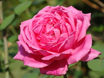 Close-up of a vibrant pink rose in a garden